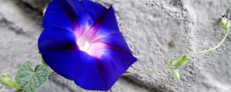 牵牛花秋季能不能扦插活 牵牛花能插枝繁殖吗