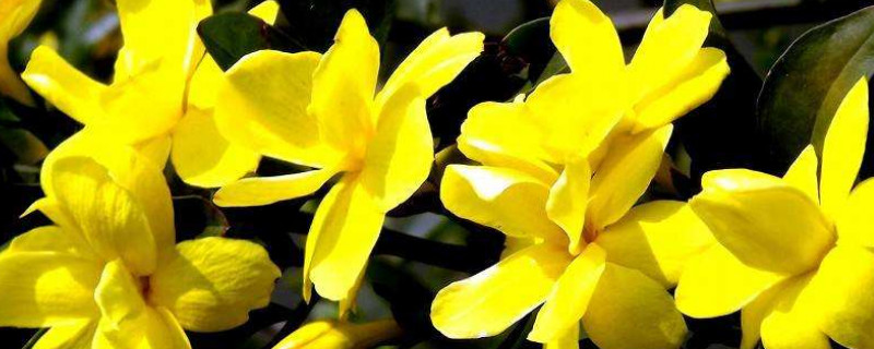 迎春花根怎么栽容易活（迎春花怎么养根）