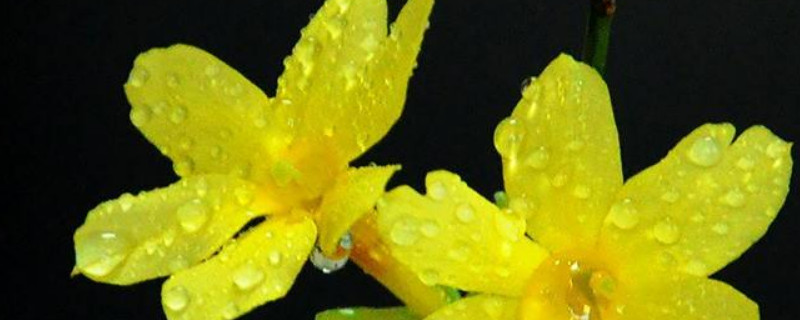 迎春花的养殖方法和注意事项 迎春花的养殖方法和注意事项有哪些