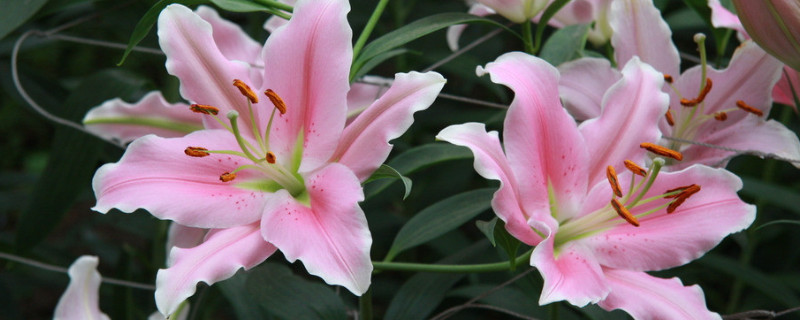 如何让百合分叉多开花（怎么能让百合多分叉多几个花苞）