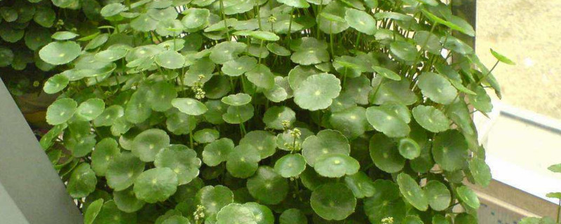 土培铜钱草的养殖方法和注意事项（土培铜钱草可以直接放水里养殖吗）