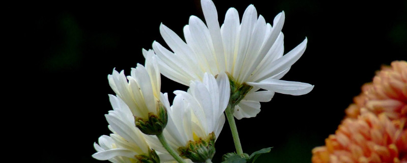 菊花冬天能栽活吗（春天菊花能栽活吗）