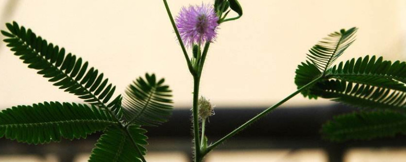 含羞草可以水培吗 含羞草可以水培吗,含羞草水培方法