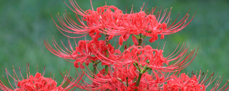 彼岸花球茎多少天开花 彼岸花花球种下后多少天发芽