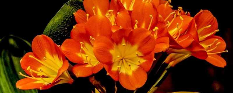 君子兰喜光还是喜阴（君子兰喜阳还是喜阴?）