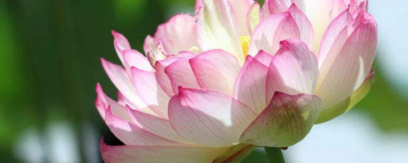 水培荷花可以没有土吗（荷花能土培吗）