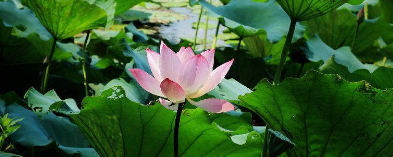 荷花什么时候种（荷花什么时候种植合适）