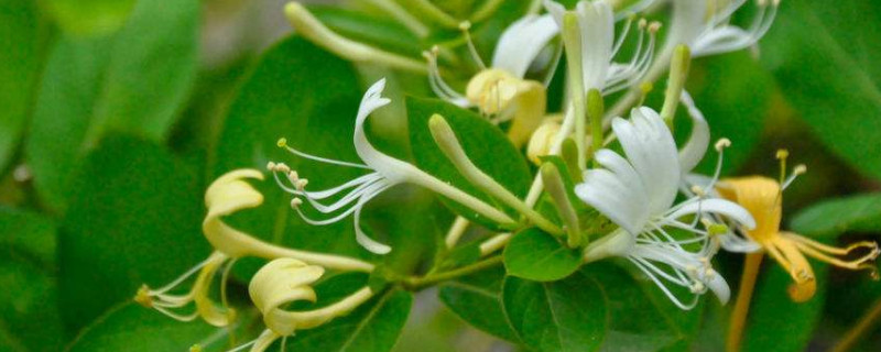 金银花采摘后怎么处理（金银花采摘后需要清洗吗）