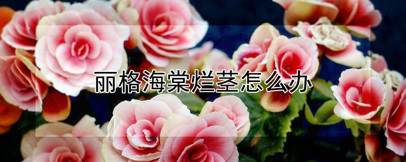 丽格海棠烂茎怎么办 丽格海棠枝条腐烂咋办