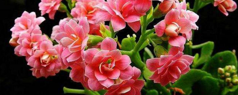 长寿花怎么摘心 长寿花怎么摘心视频