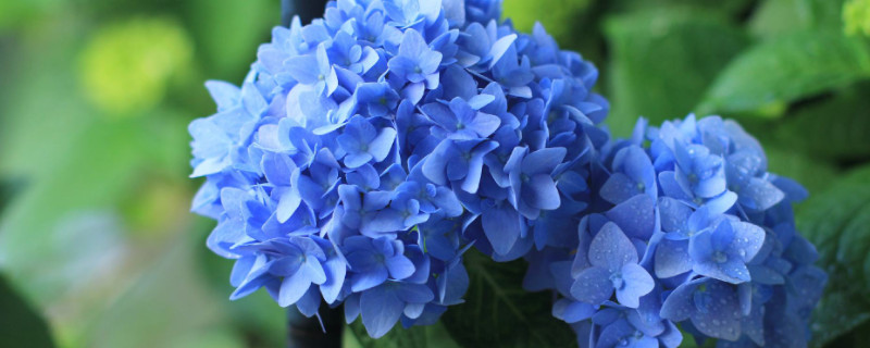 无尽夏不长花苞的原因（无尽夏冬天长花苞）