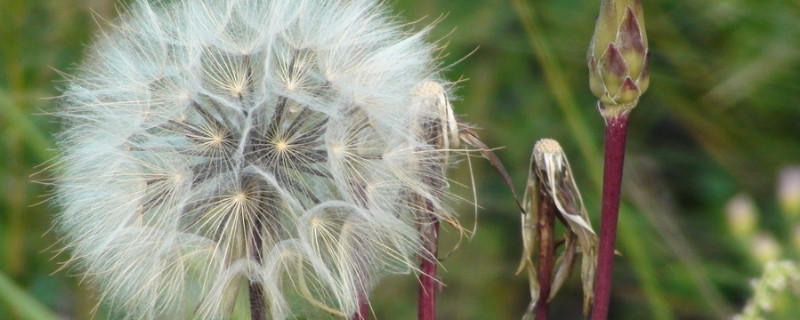 种蒲公英几天出苗（蒲公英种子几天能出苗）