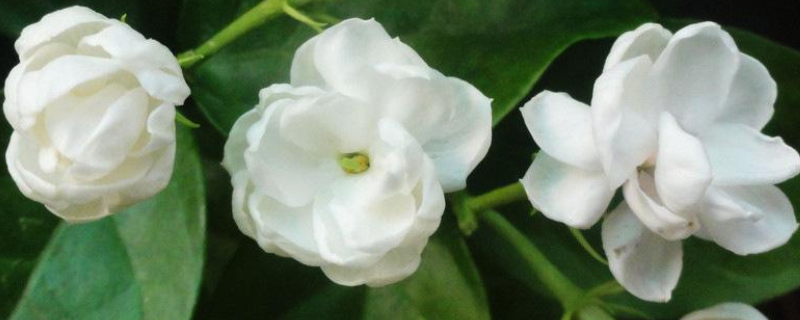 家里为什么不能种茉莉（家里为什么不能种茉莉镇宅之花）