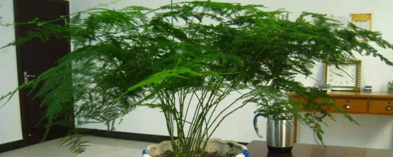 文竹的养殖方法和修剪（文竹养殖方法和注意事项剪枝）