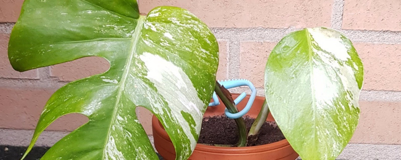 龟背竹茎发黑是烂根吗（龟背竹根部发黑腐烂怎么办）