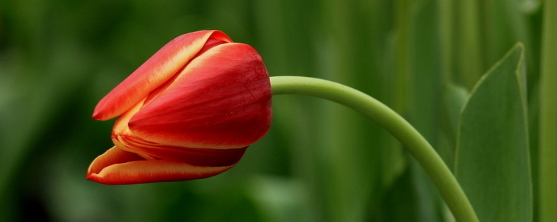 郁金香要剥皮吗（郁金香要剥叶子吗）