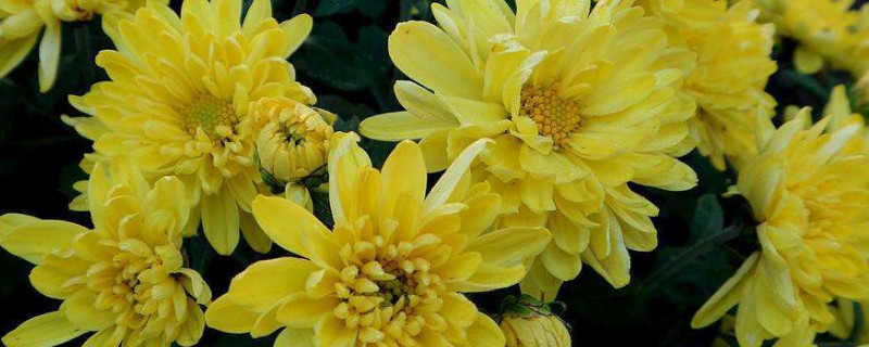 菊花养殖方法和管理（菊花的养殖方法和注意事项）