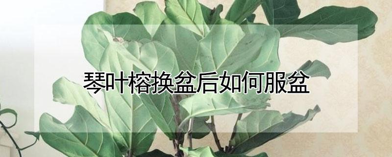 琴叶榕换盆后如何服盆 琴叶榕移盆后需大量浇水吗