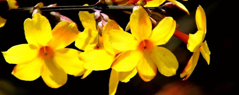 迎春花在什么季节开放（迎春花在什么季节开放的）