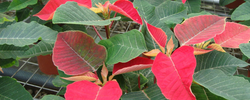 一品红寿命多久 一品红能活多少年