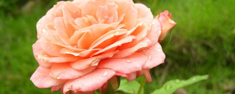 月季不晒太阳能开花吗 月季花是不是不能晒太阳