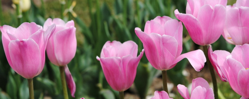 郁金香种了半个月没有发芽还活吗（郁金香一个星期还没发芽）