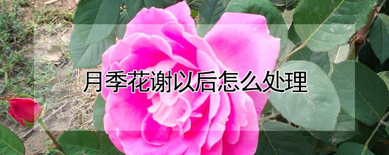 月季花谢以后怎么处理（月季花谢了怎么处理）