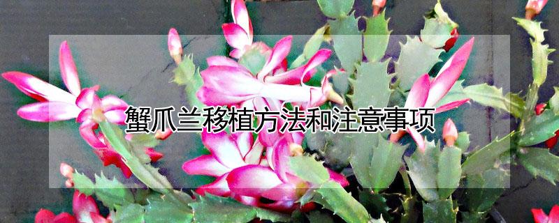 蟹爪兰移植方法和注意事项 蟹爪兰的移栽方法