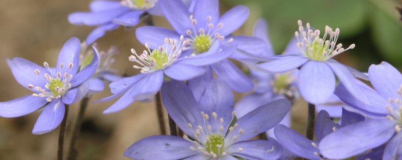 紫罗兰为什么叫紫罗兰（紫罗兰为什么叫紫罗兰?）