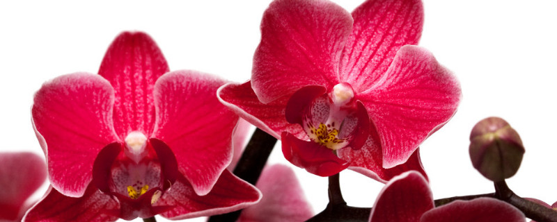 蝴蝶兰养多久才能开花 蝴蝶兰养几年才能开花