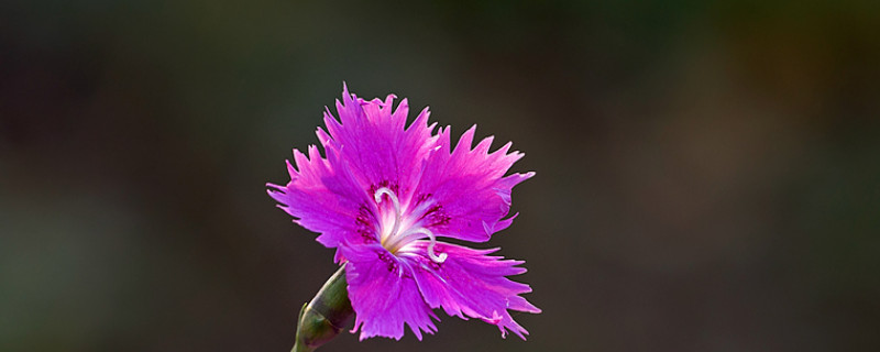 康乃馨水养底怎么剪(康乃馨修剪后怎么养)