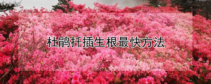 杜鹃扦插生根最快方法（杜鹃扦插生根最快方法视频）