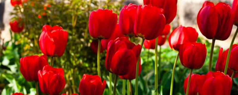 郁金香不能放室内吗 郁金香能不能放室内