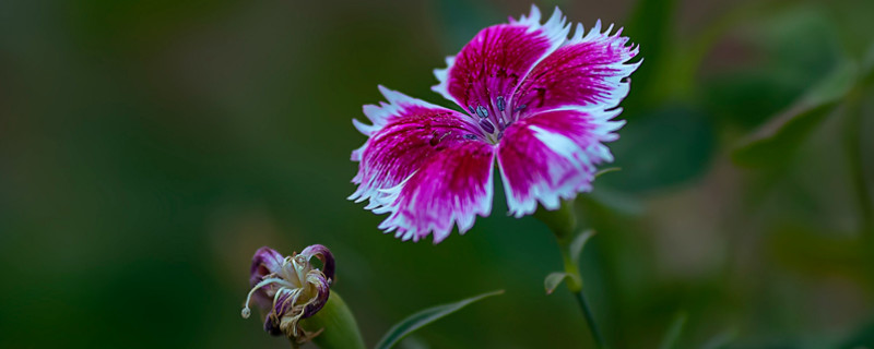 康乃馨小苗徒长太细怎么办 康乃馨幼苗长得细是什么原因