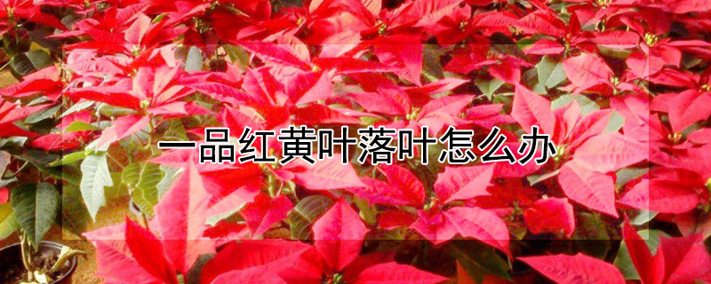 一品红黄叶落叶怎么办 一品红发黄掉叶子怎么办