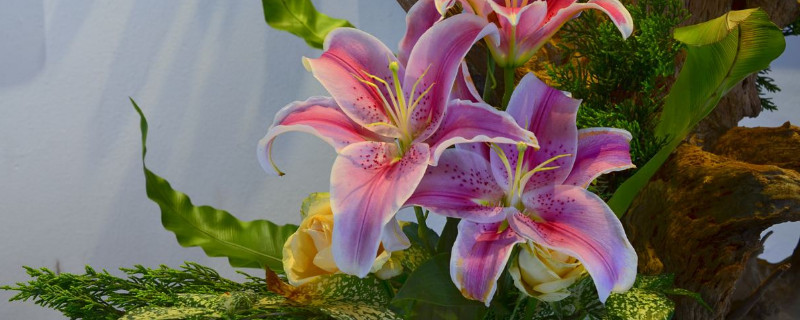 百合怎么种能变多头（怎样让百合变多头）