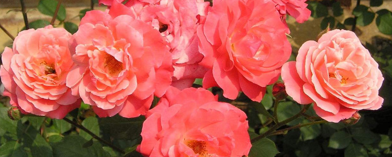 月季越开越小怎么办 月季的花怎么越开越小