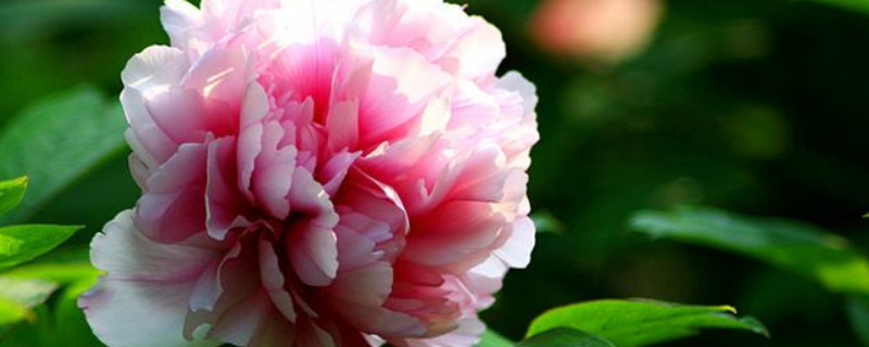 牡丹花养护管理方法 牡丹花怎么管理养护