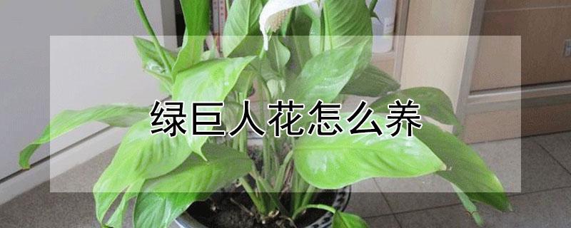 绿巨人花怎么养 绿巨人花怎么养怎样换盆