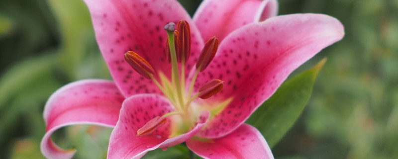 香水百合耐寒吗 香水百合能耐多少度低温