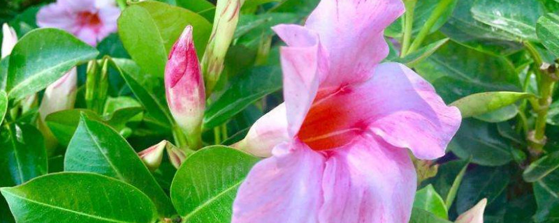 飘香藤一年开花几次 飘香藤花能开几天