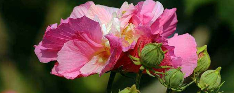 芙蓉花施肥多少为宜（芙蓉花多长时间施一次肥）