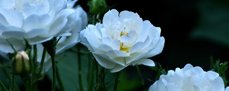 蔷薇花招虫子吗 蔷薇会不会招来虫子