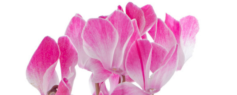 仙客来如何爆盆（仙客来大盆种好不好）