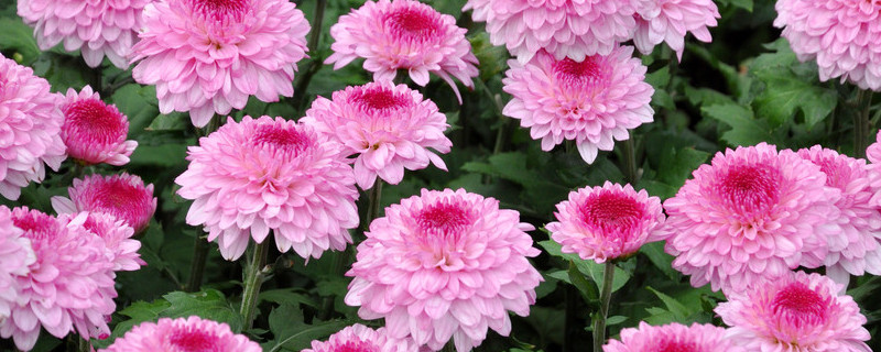 菊花冬天怎么过冬保护（菊花的过冬方法）