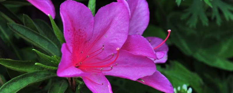 杜鹃花第二年还会开吗(杜鹃花第二年还会开花吗)