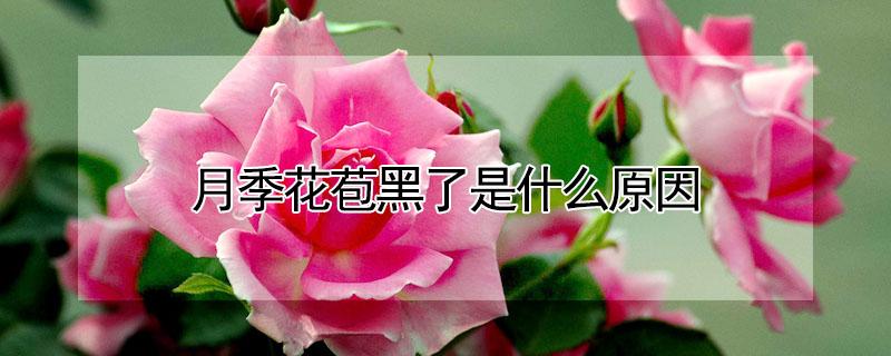 月季花苞黑了是什么原因（月季花苞有黑斑）