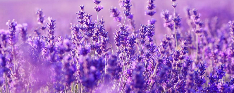 紫色有什么花（紫色有什么花的图片）