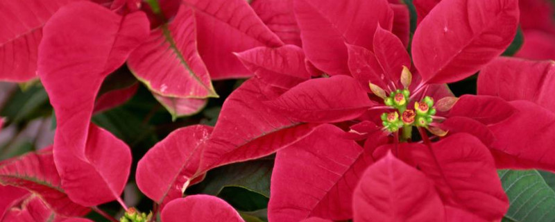 一品红和红掌是一种花吗 红掌和一品红哪个好