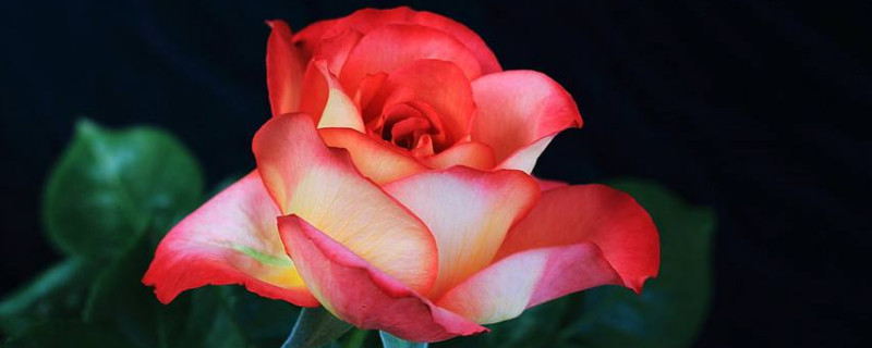 月季如何扦插（月季如何扦插繁殖?我来教你）